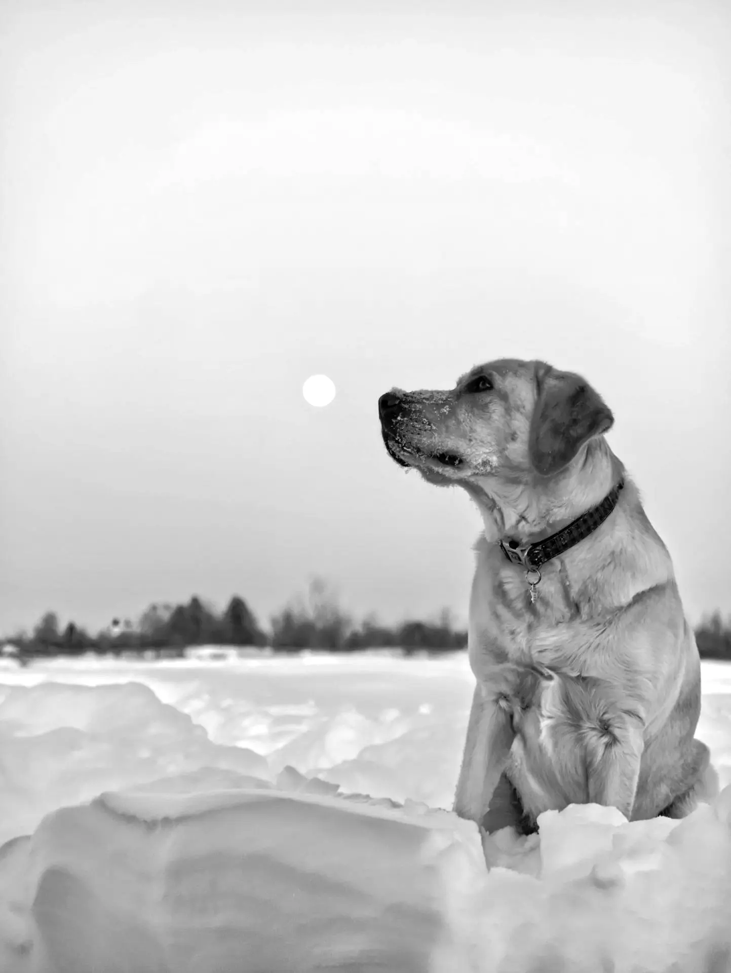 yellow labrador retriever on snow covered ground during daytime